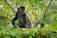 Hulman stribrny - Trachypithecus cristatus - Silvered leaf monkey or Silvery langur o9071